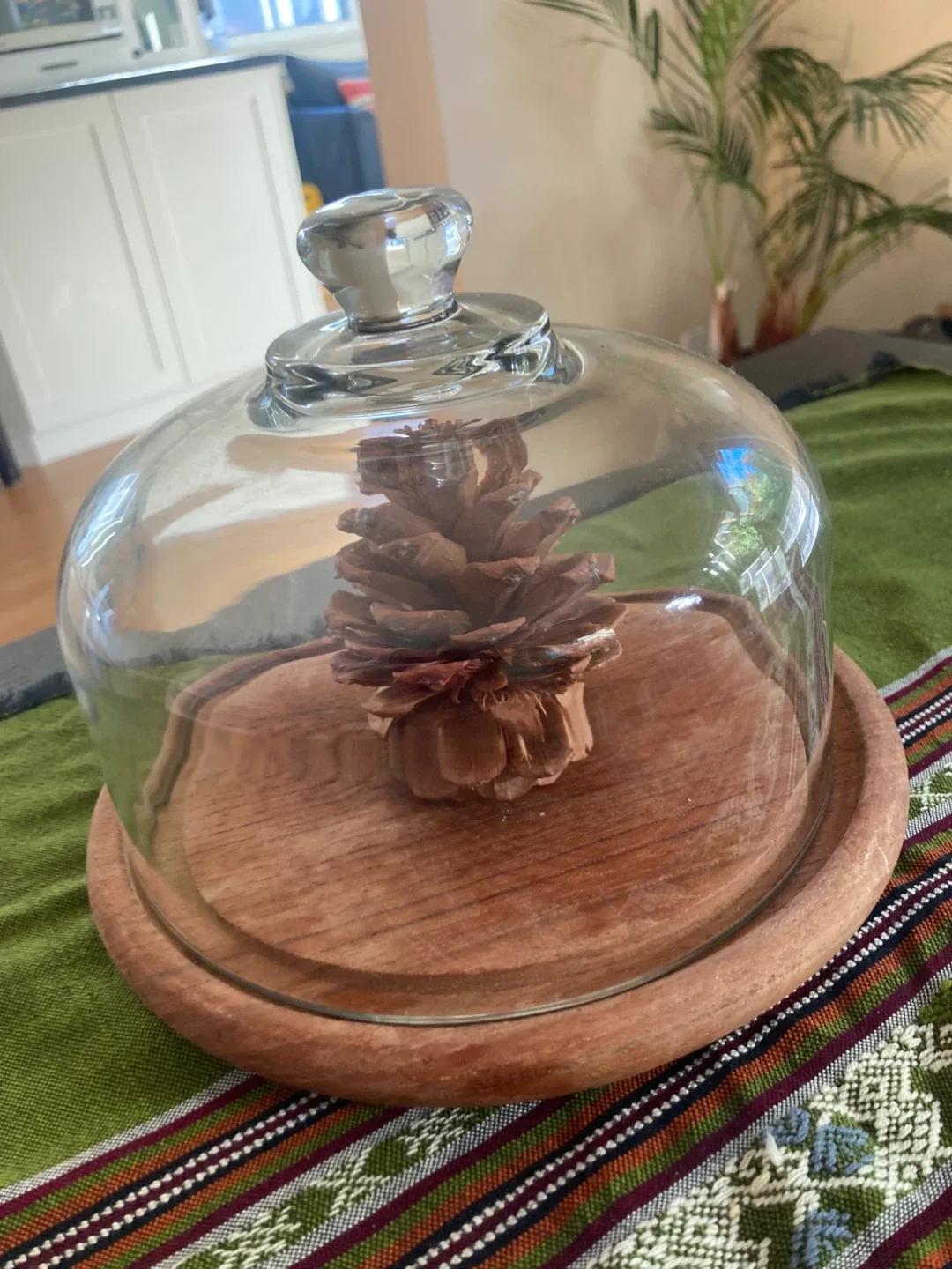 Glass cloche with wooden base image indicator(3)