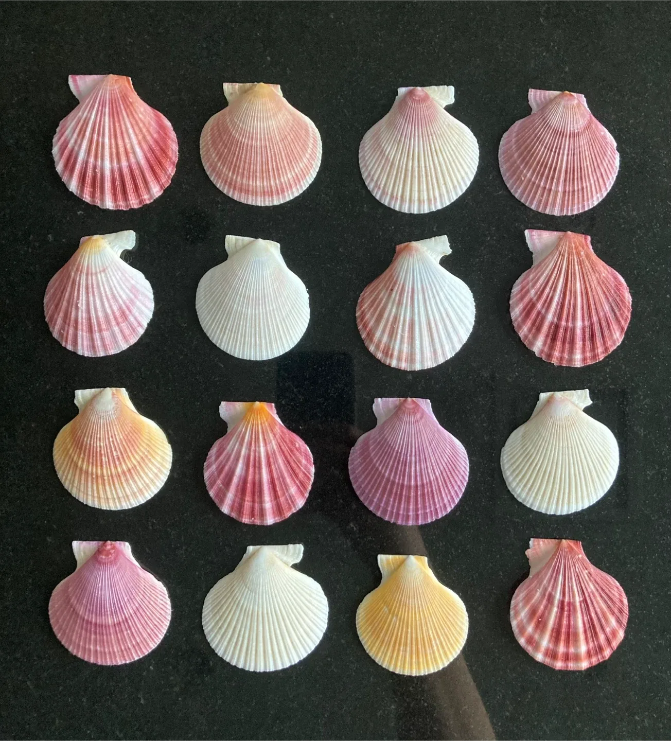 Scallop Shells