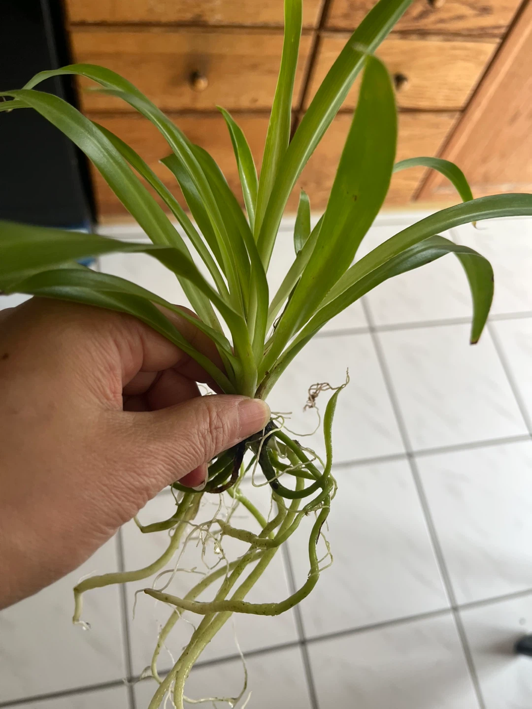 Plant - photo 2