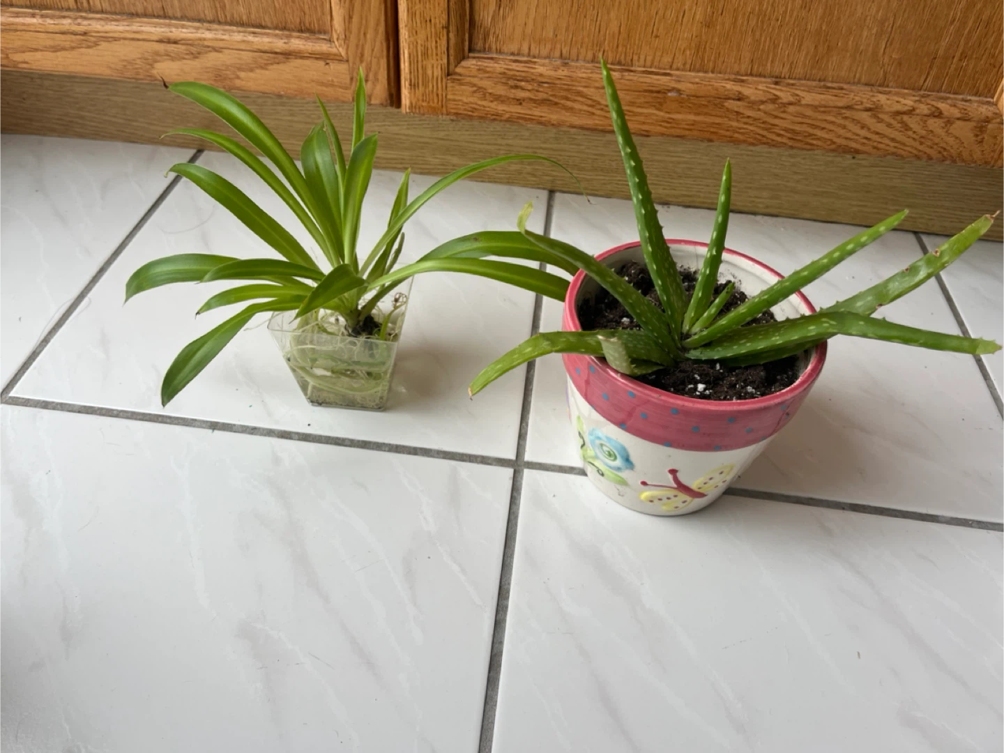 Plant