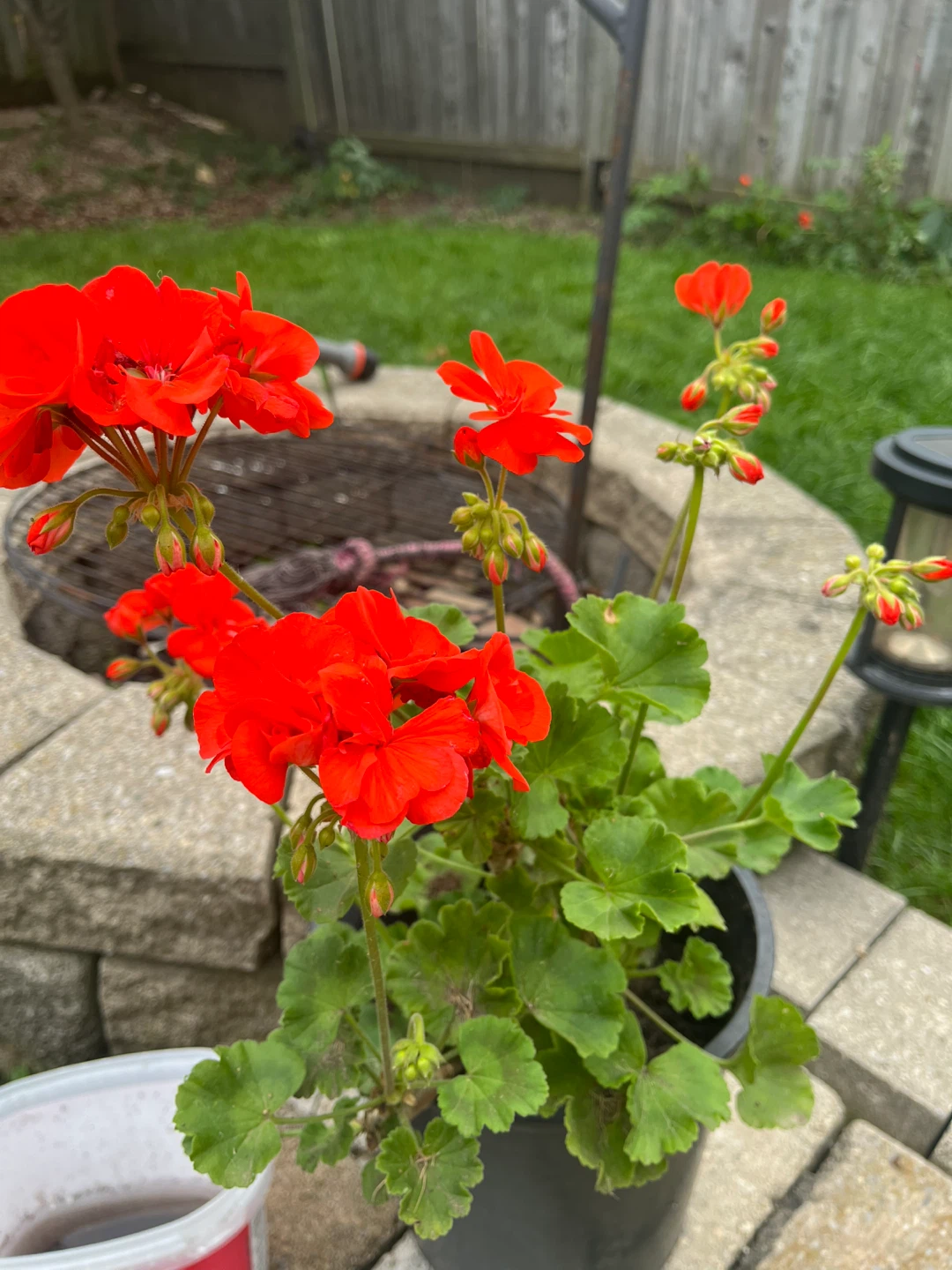 Plant