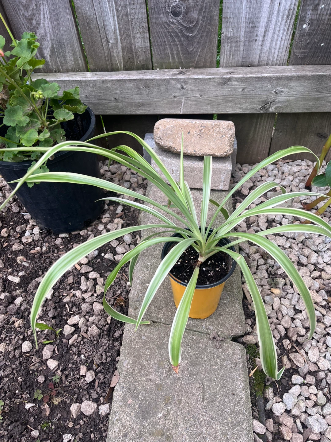 Plant - photo 3