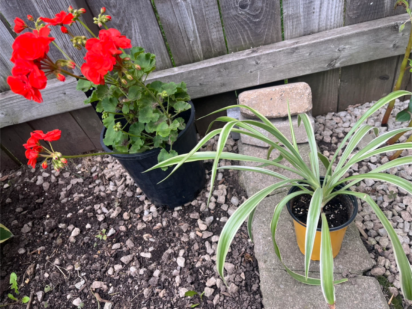 Plant - photo 2