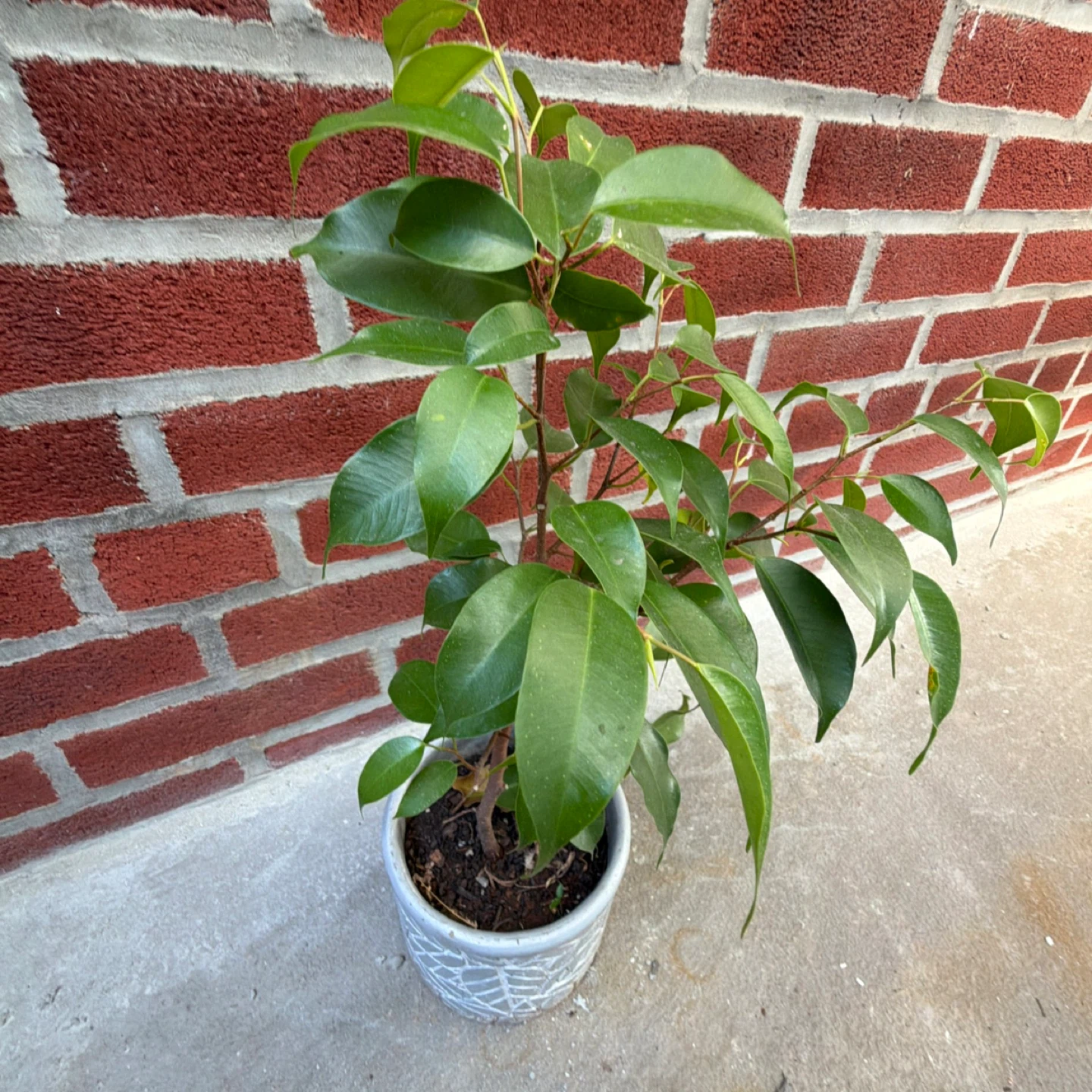 Potted Ficus Benjamina Plant - 19in