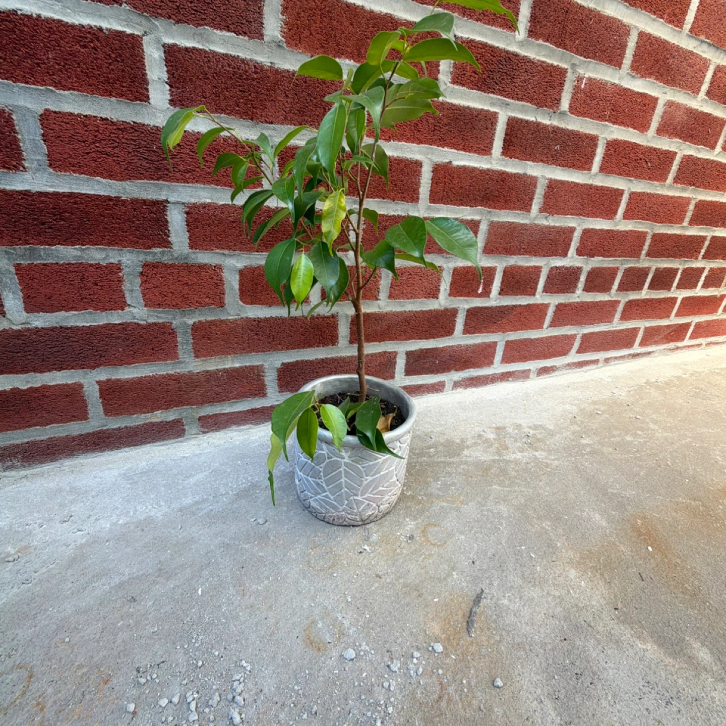 Potted Ficus Benjamina Plant - 19in - photo 4