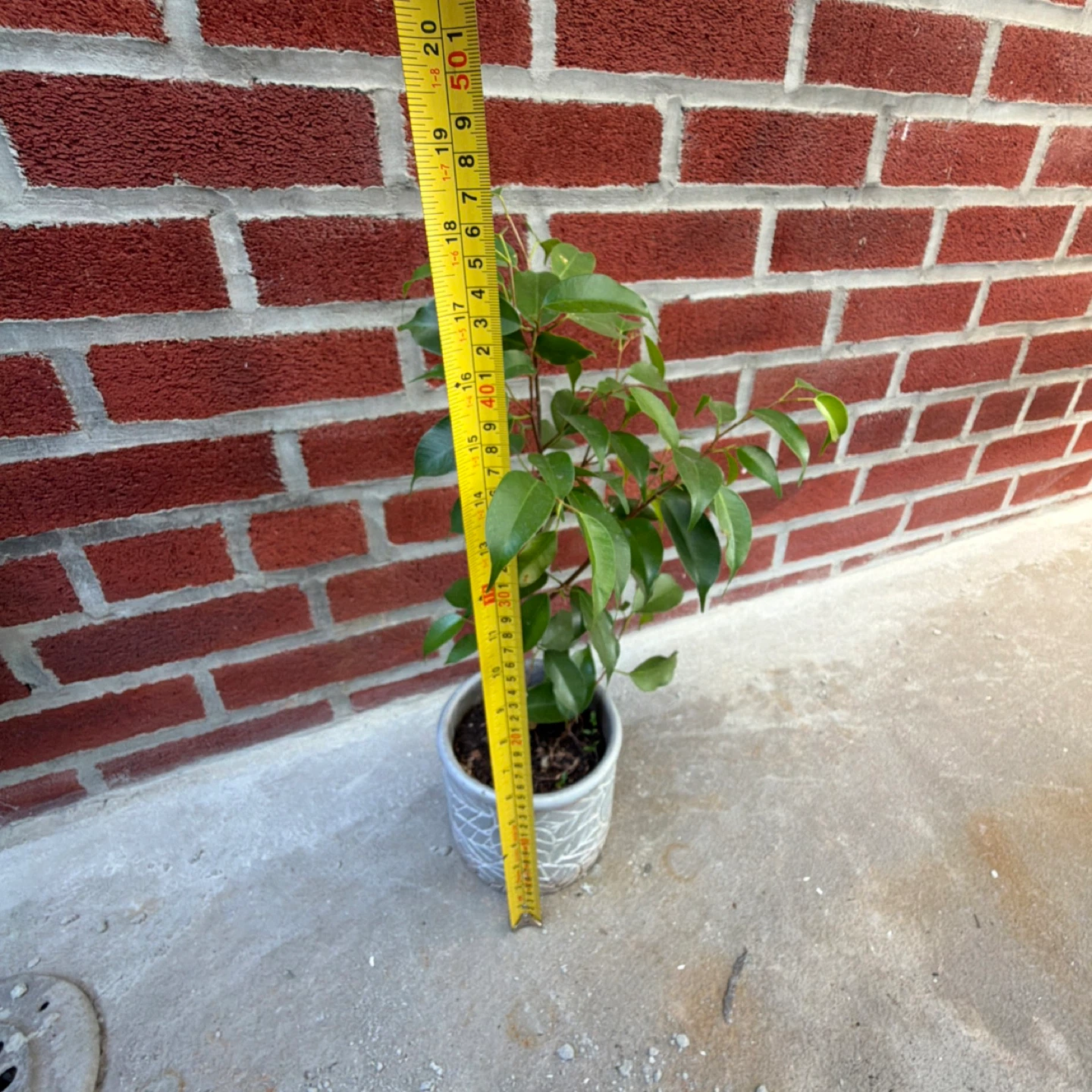 Potted Ficus Benjamina Plant - 19in - photo 2