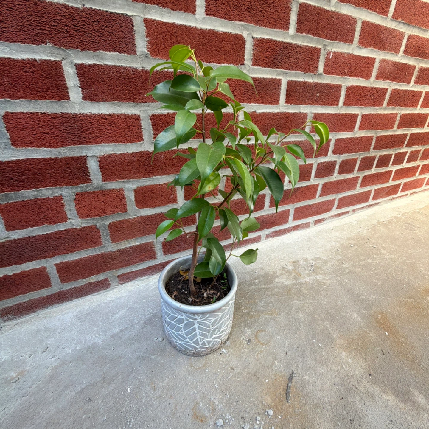Potted Ficus Benjamina Plant - 19in - photo 3