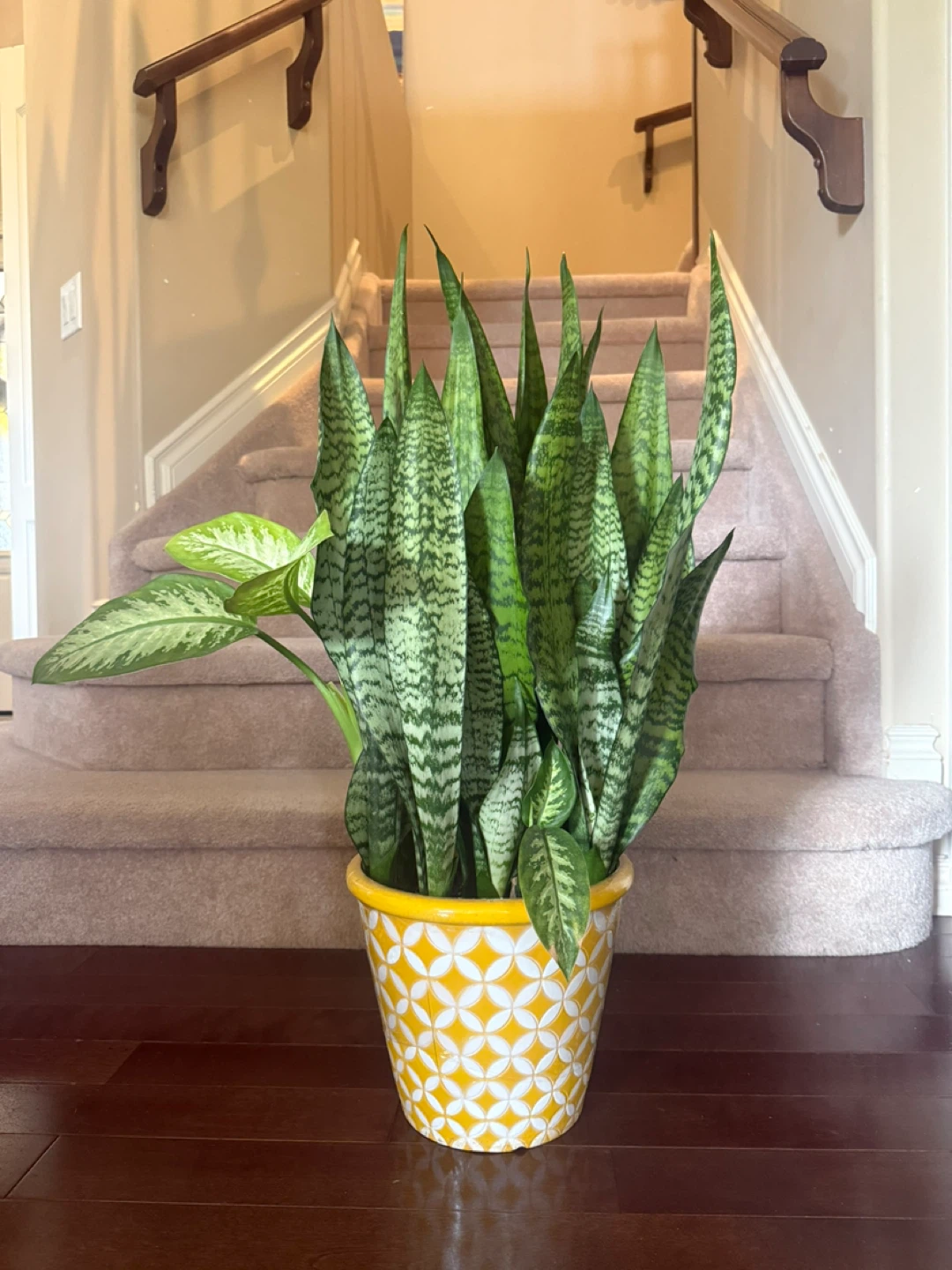 Selling a beautiful Sansevieria with a Fancy pot
