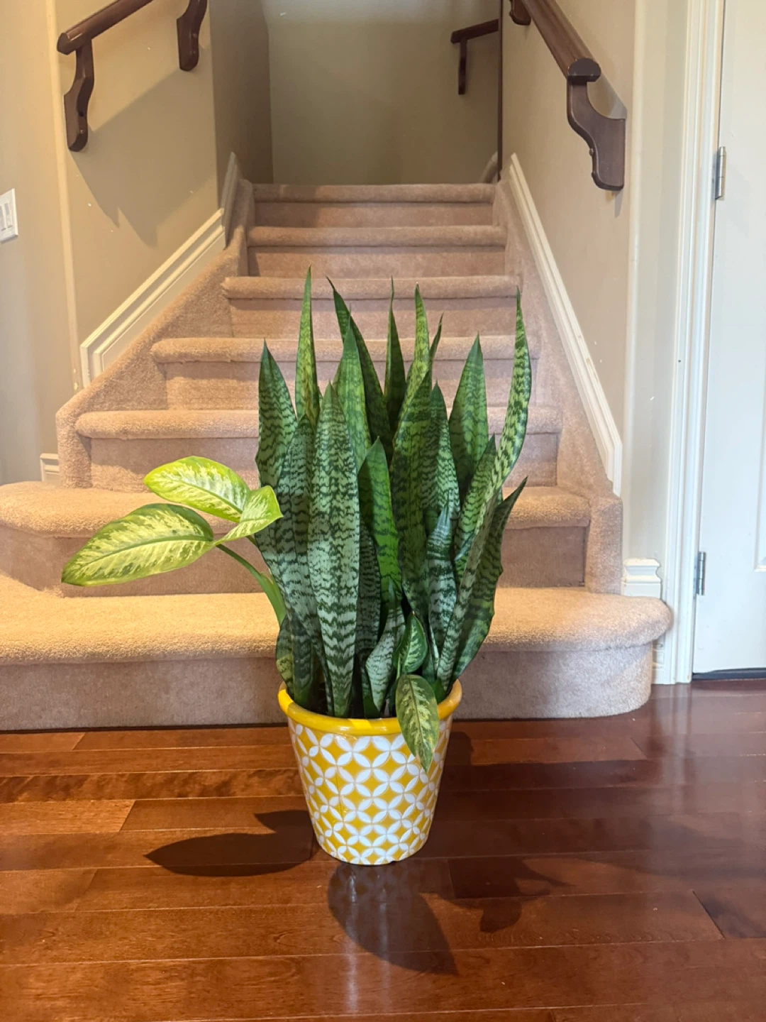 Selling a beautiful Sansevieria with a Fancy pot - photo 5
