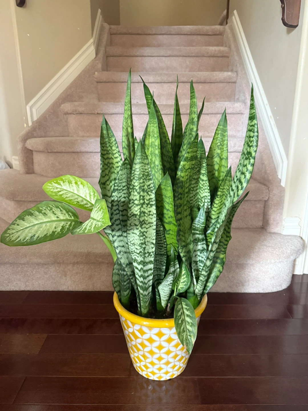 Selling a beautiful Sansevieria with a Fancy pot - photo 4