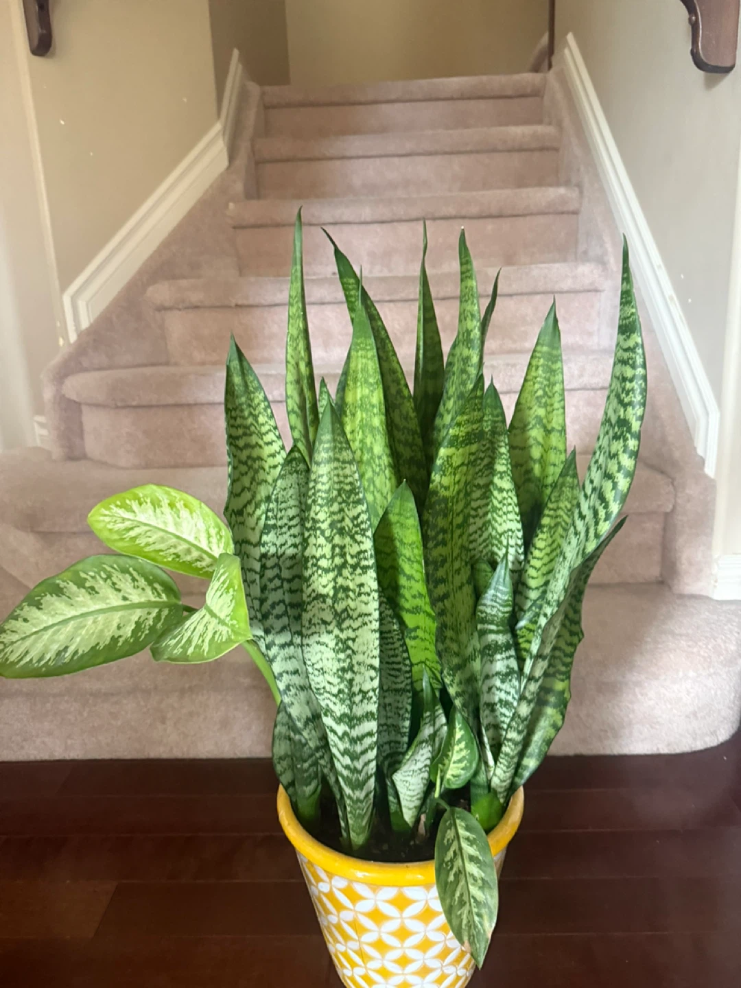 Selling a beautiful Sansevieria with a Fancy pot - photo 3