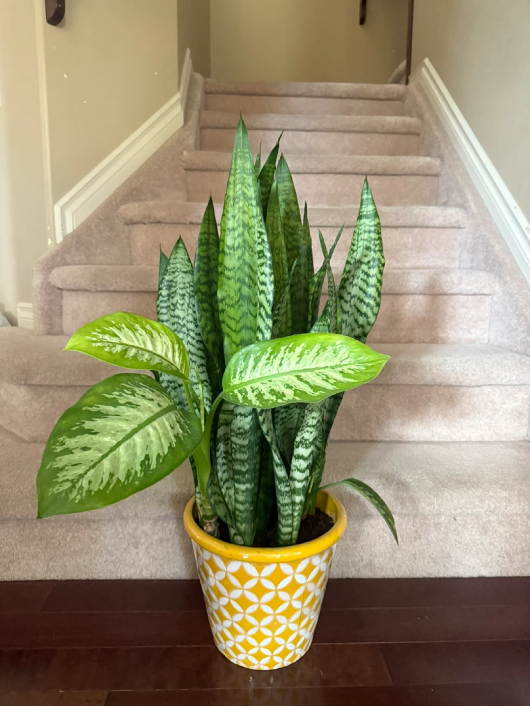 Selling a beautiful Sansevieria with a Fancy pot - photo 2