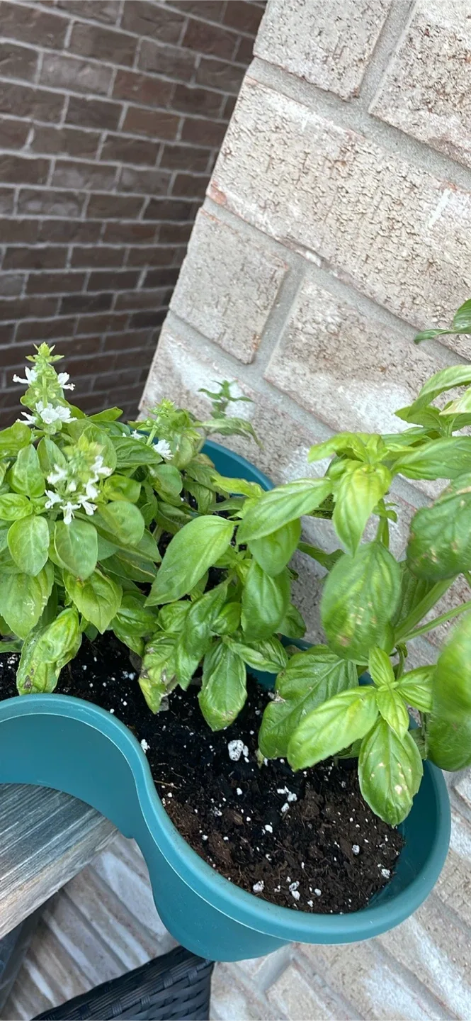 Planter with herbs, basil and mint like new thumbnail