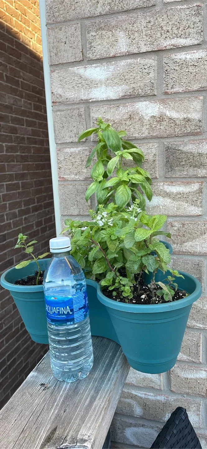 Planter with herbs, basil and mint like new thumbnail