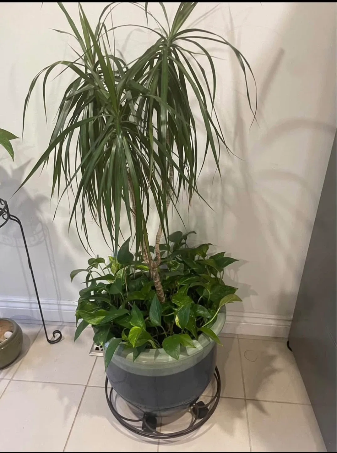 Pothos plus plant image indicator(2)