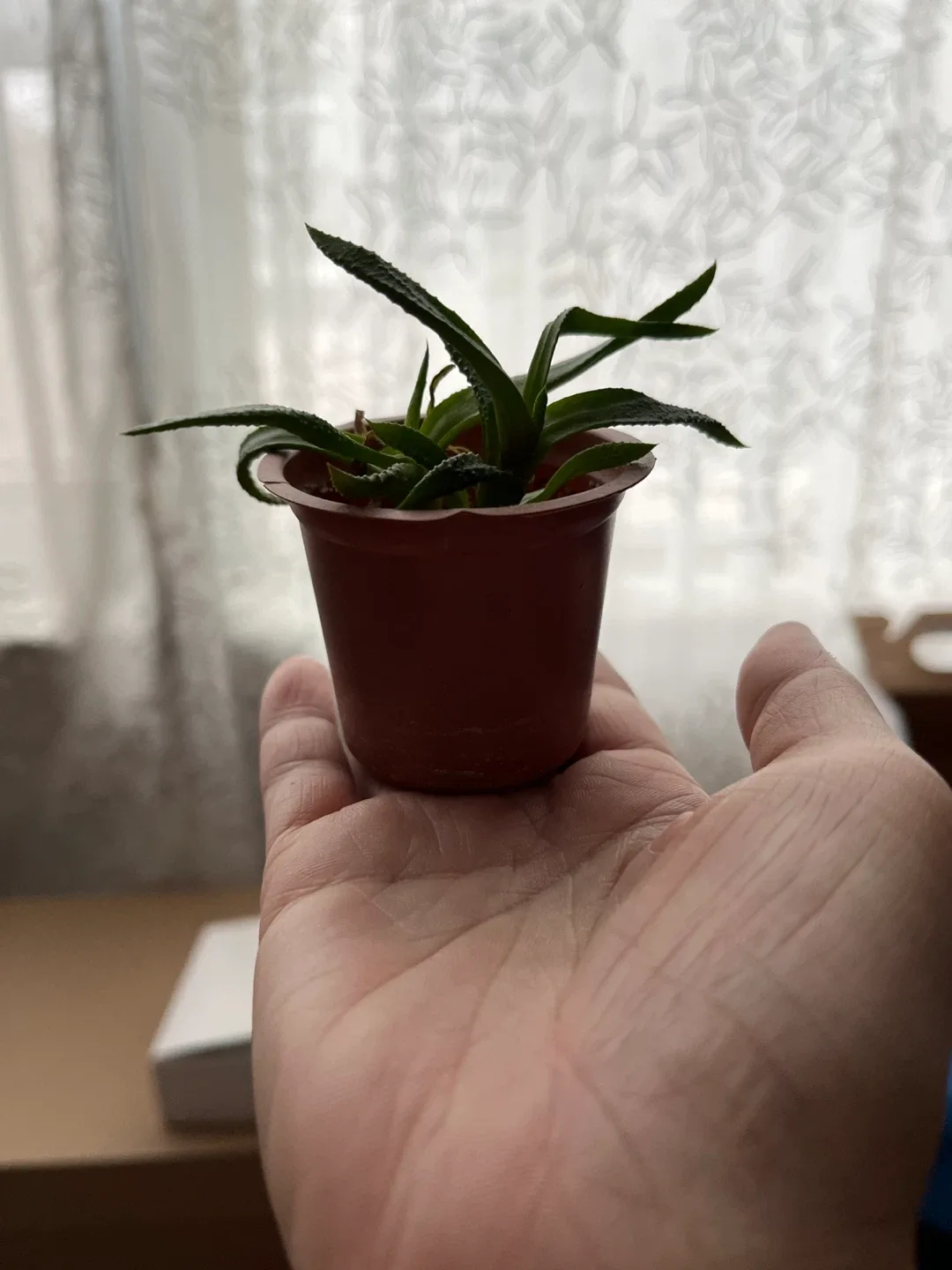 Small Potted Haworthia Plant 🥕 thumbnail