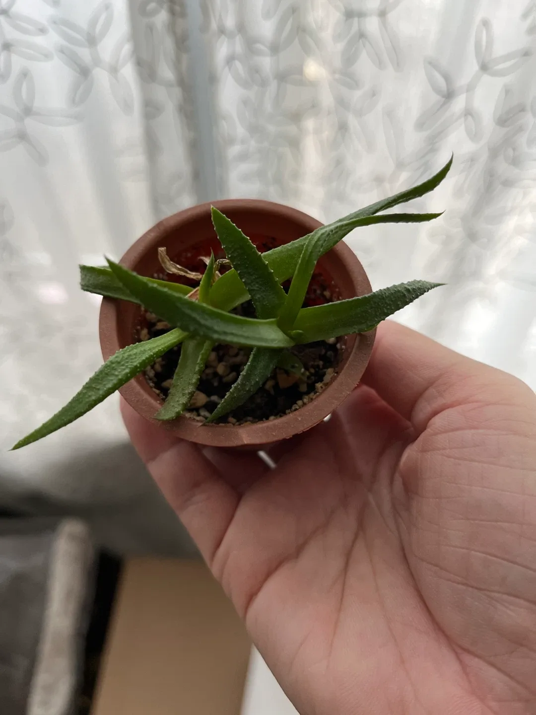 Small Potted Haworthia Plant 🥕 image indicator(2)