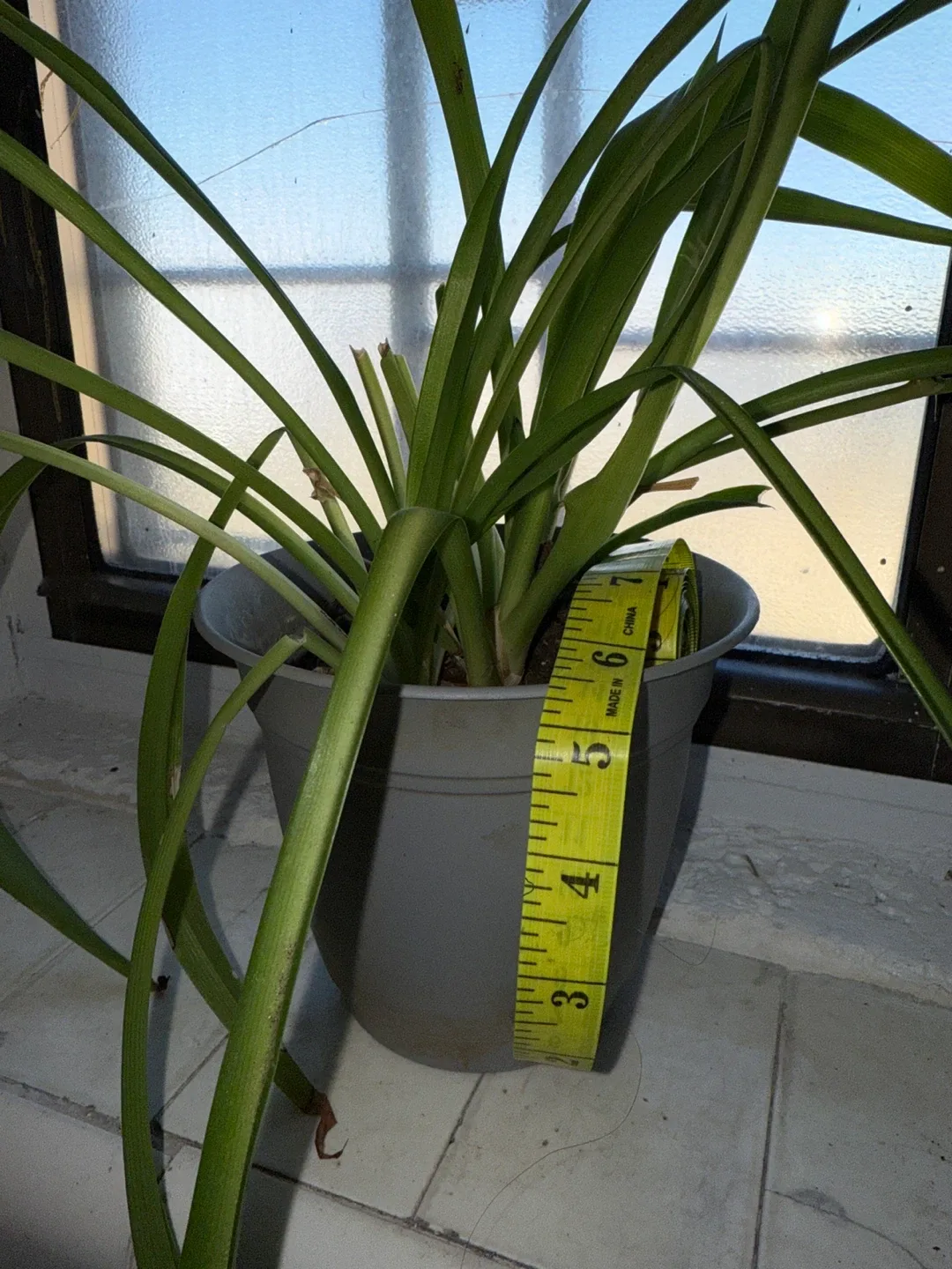 🥕Spider Plant in Gray Pot thumbnail