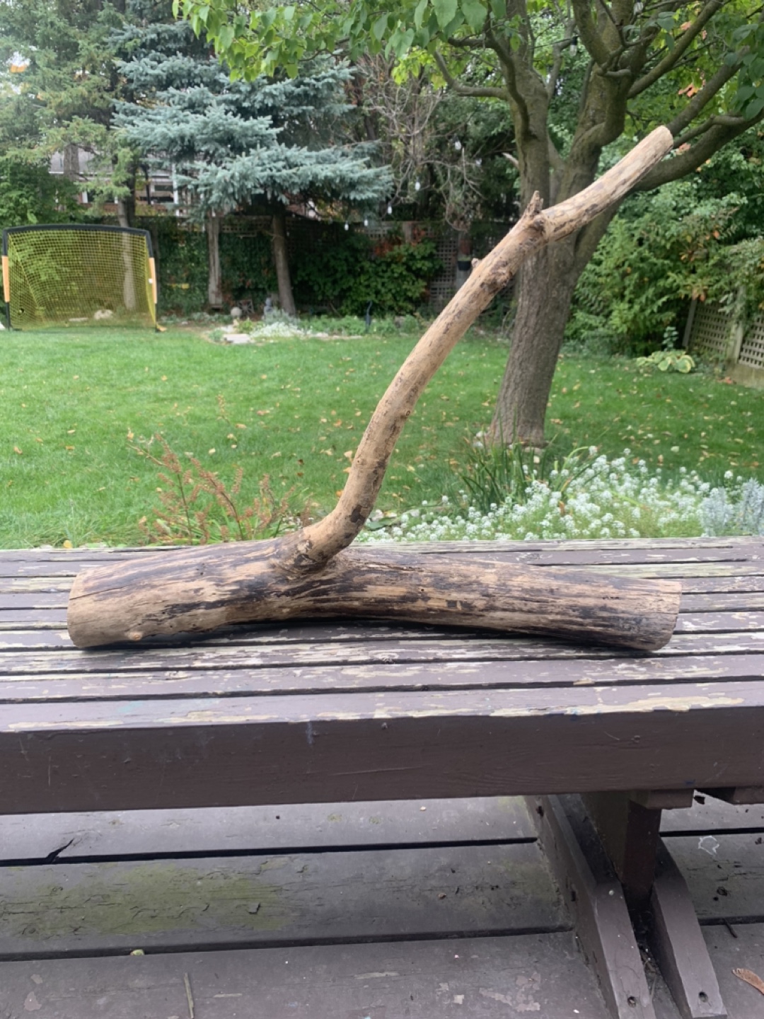 🥕 Driftwoods - photo 4