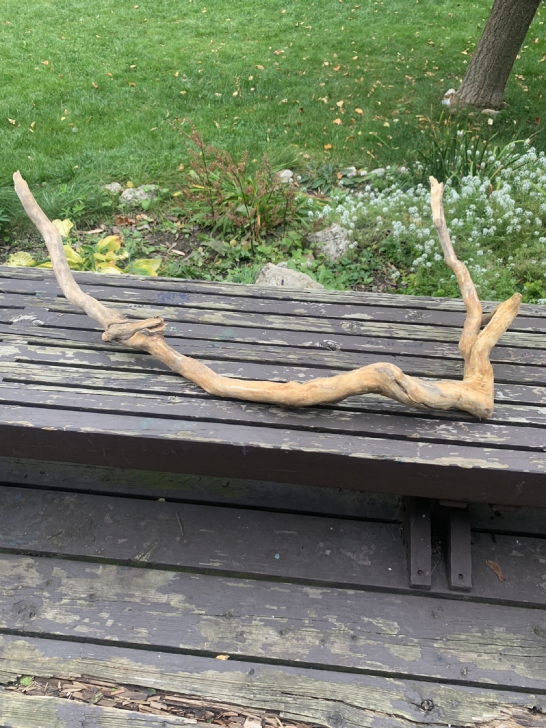 🥕 Driftwoods - photo 2