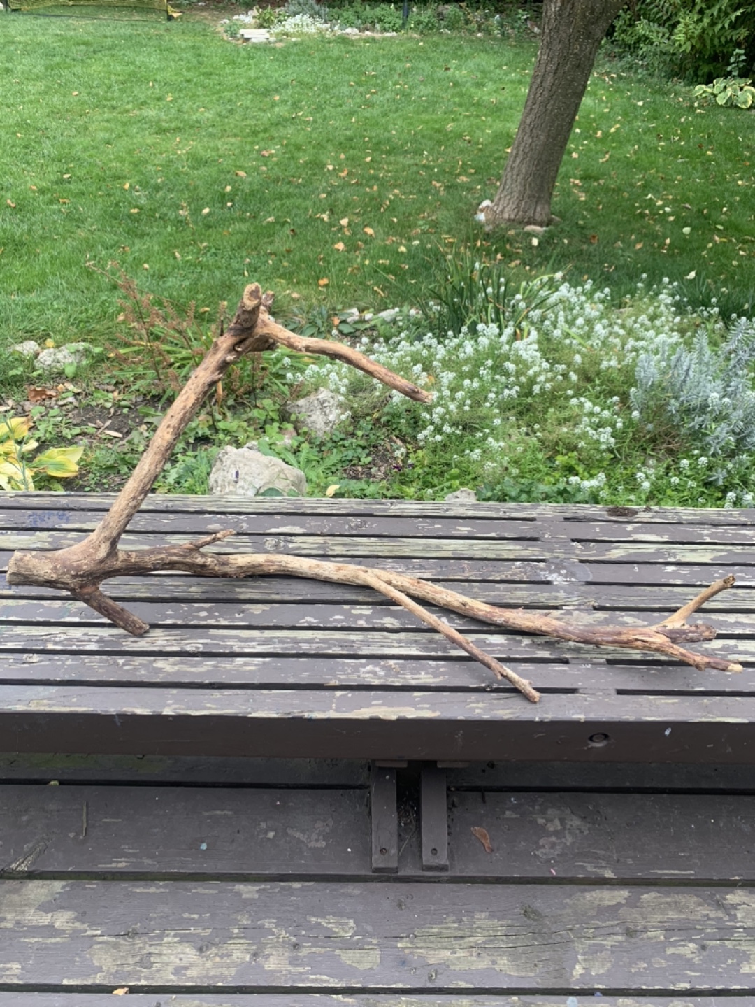 🥕 Driftwoods - photo 3