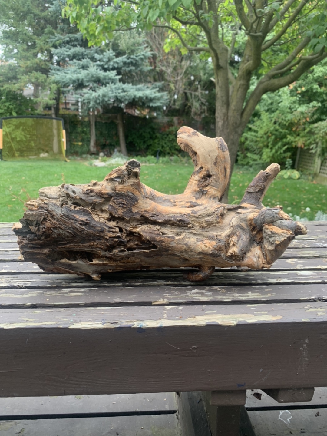 🥕 Driftwoods - photo 5