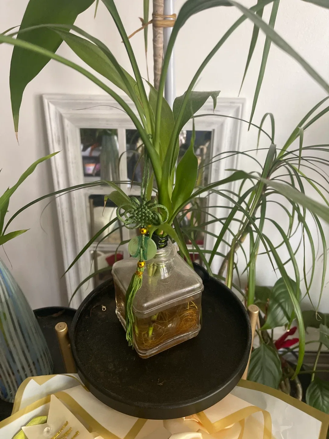 Lucky Bambo Arrangement thumbnail