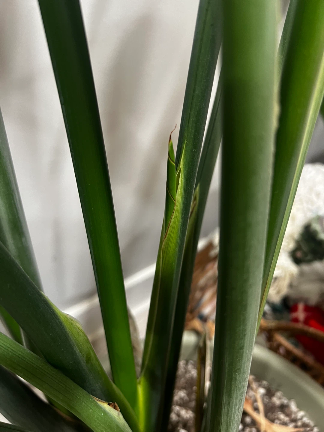 Bird of Paradise - photo 4
