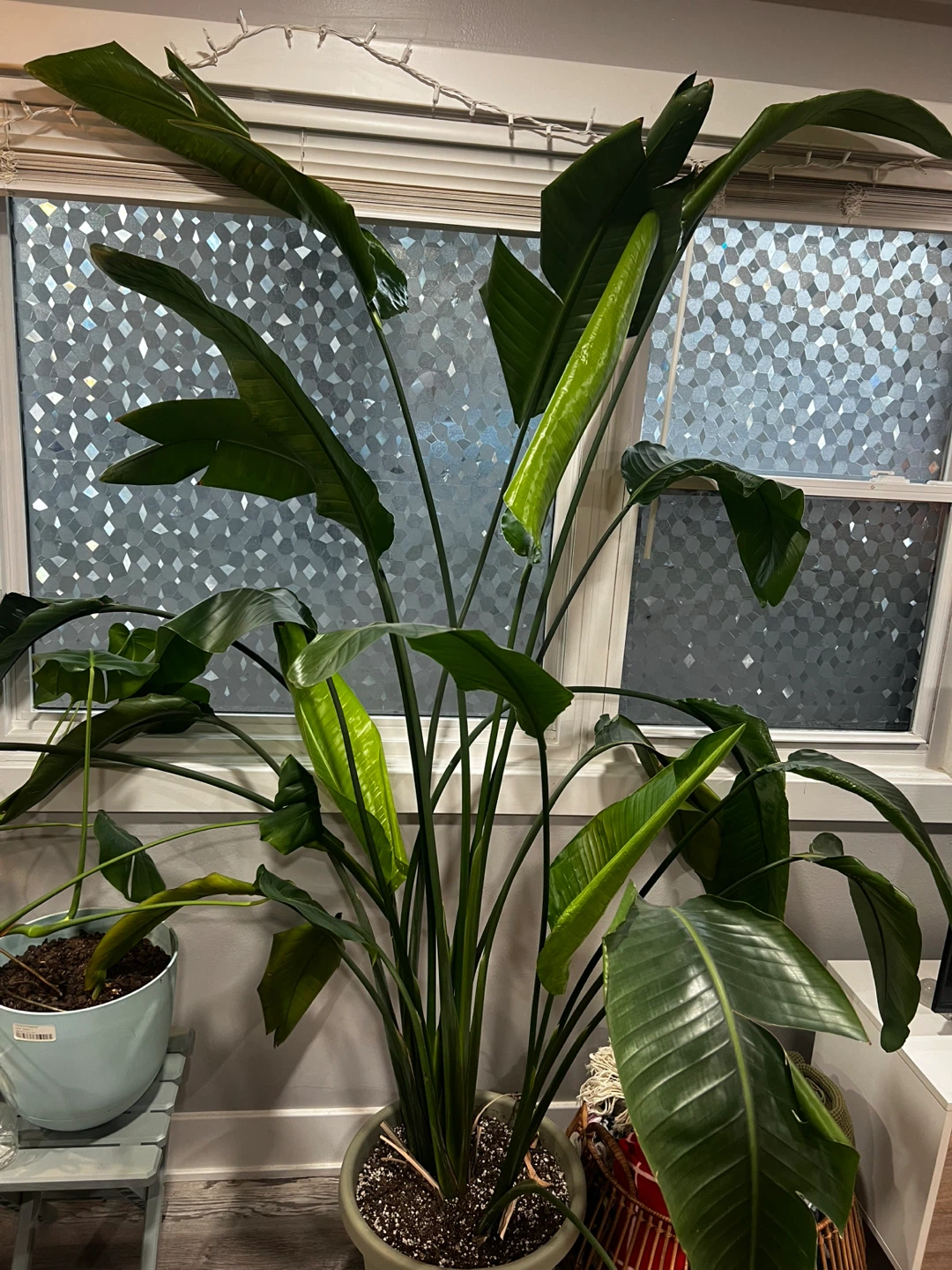 Bird of Paradise