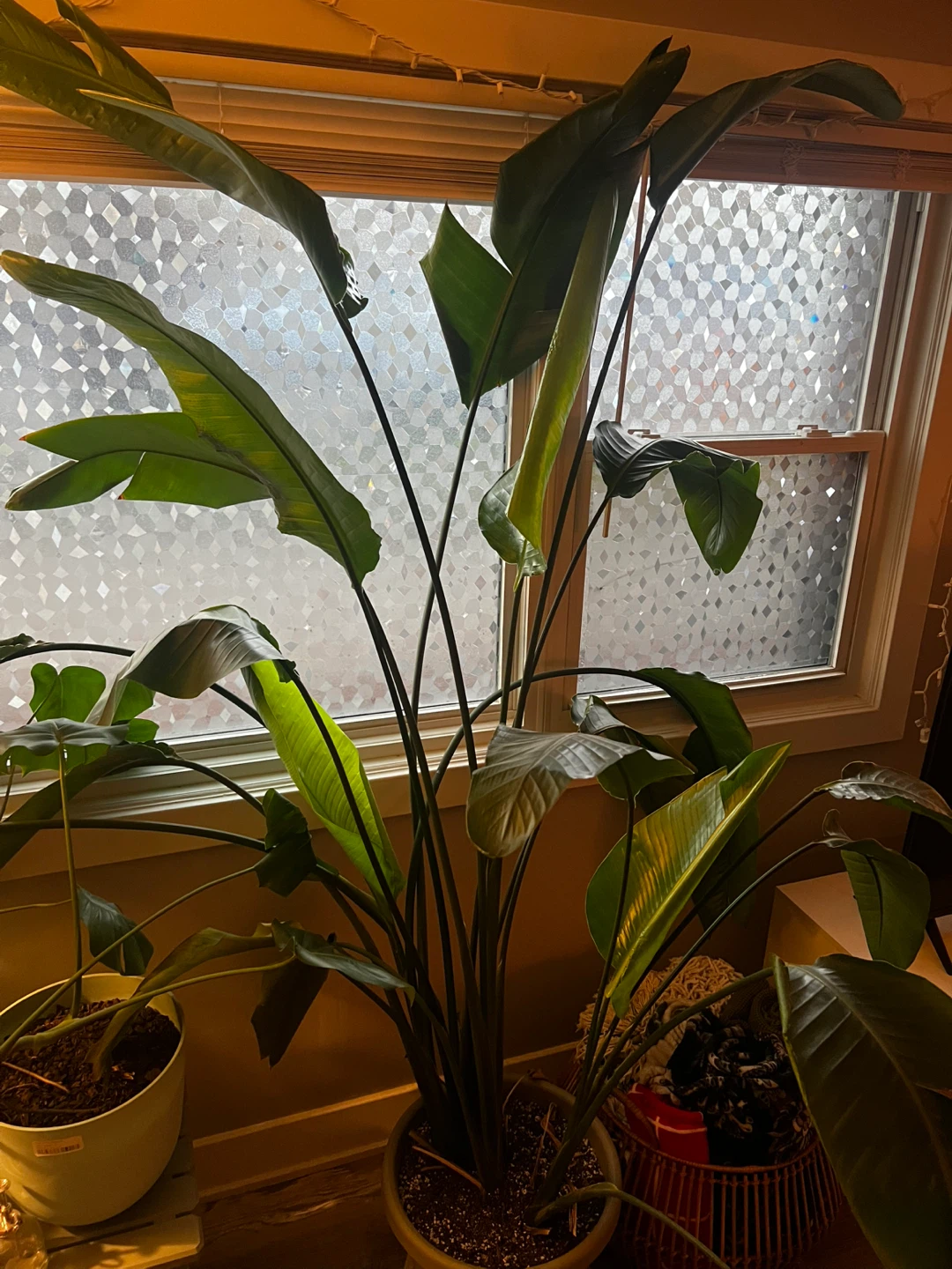 Bird of Paradise - photo 5