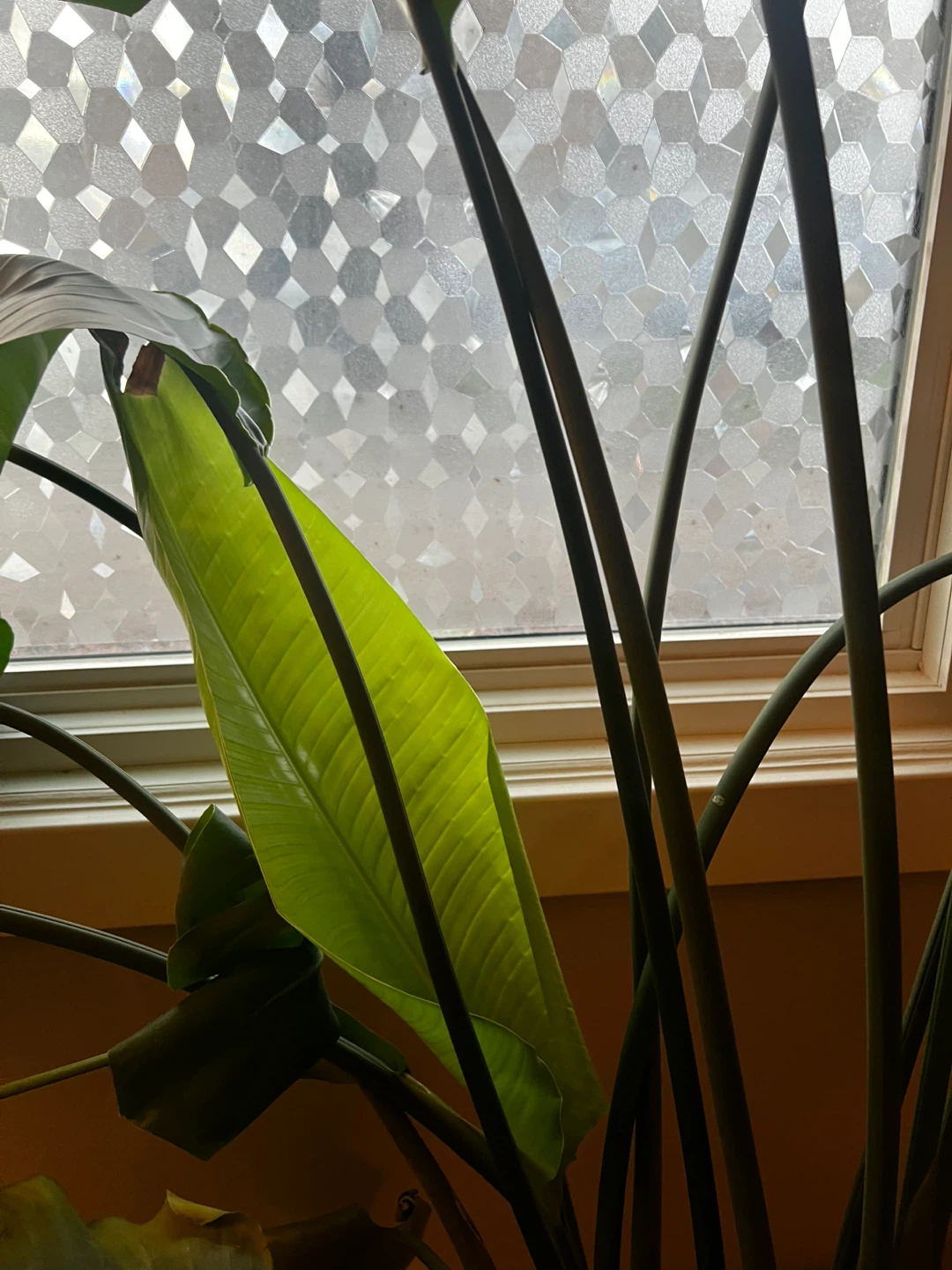 Bird of Paradise - photo 3