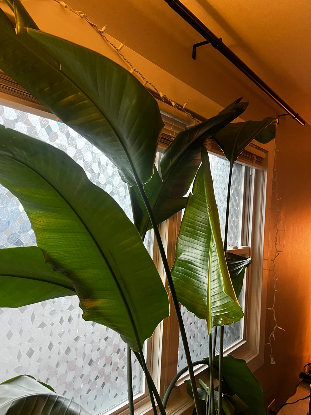 Bird of Paradise - photo 2