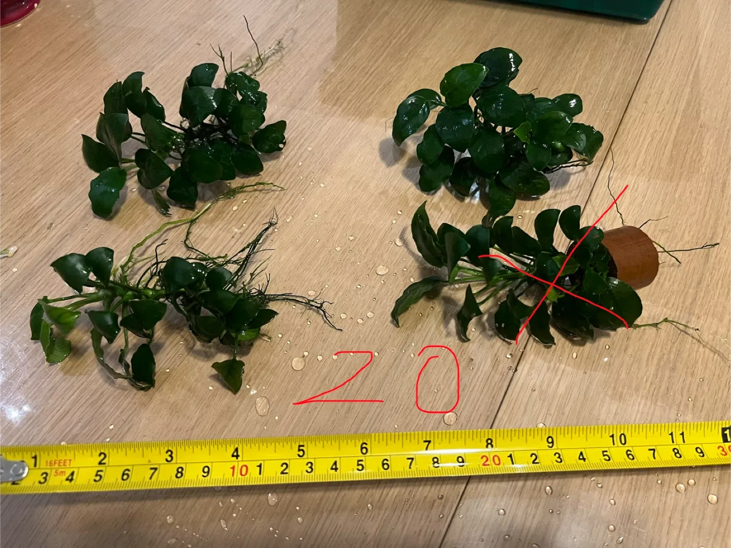 Anubias nana petite image indicator(2)