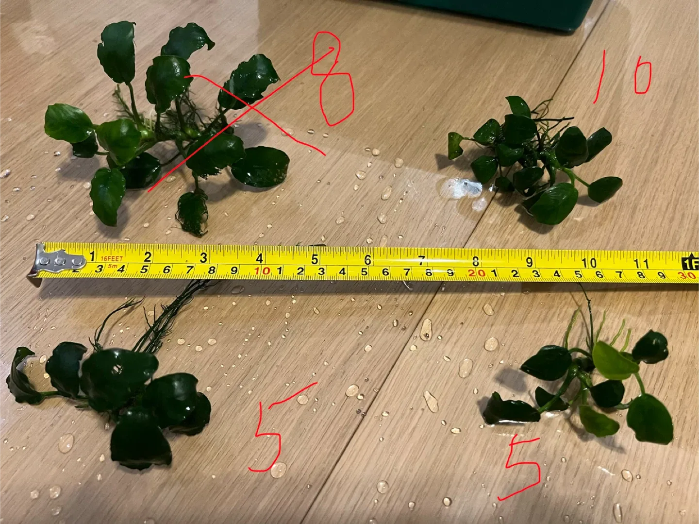 Anubias nana petite image indicator(3)