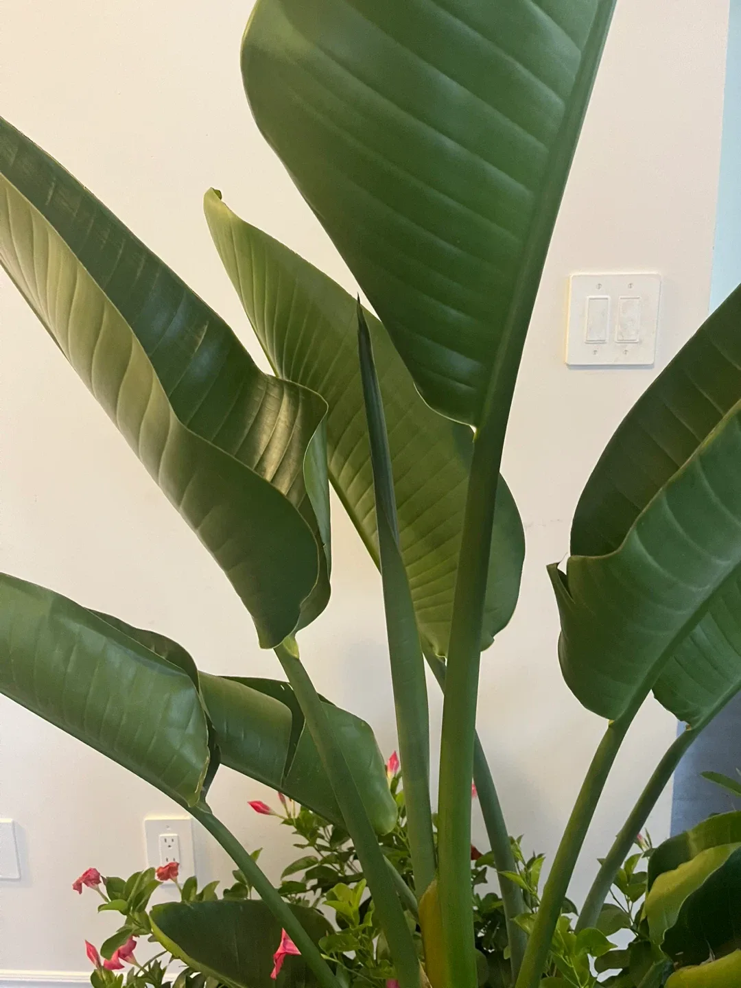 Potted Bird of Paradise Plant .73 inches tall. image indicator(3)