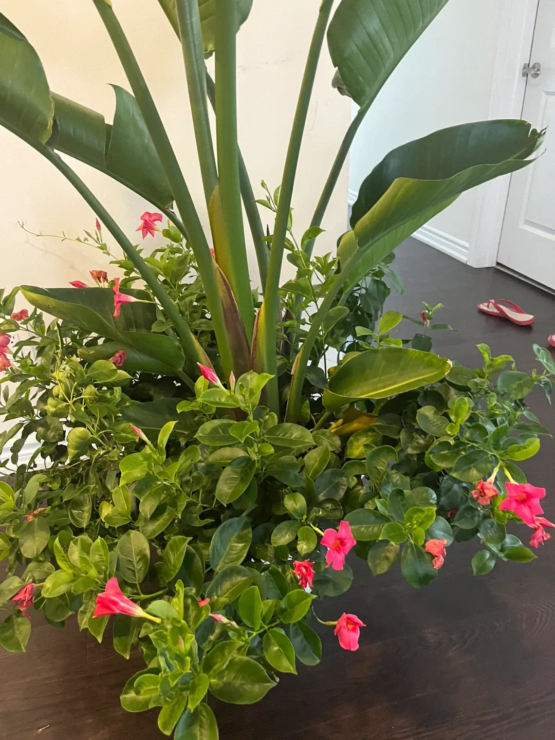 Potted Bird of Paradise Plant .73 inches tall. image indicator(2)