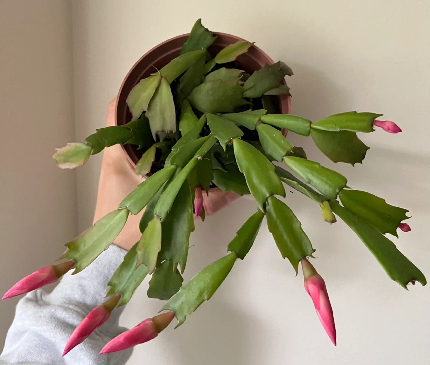 Christmas Cactus in 5” pot thumbnail
