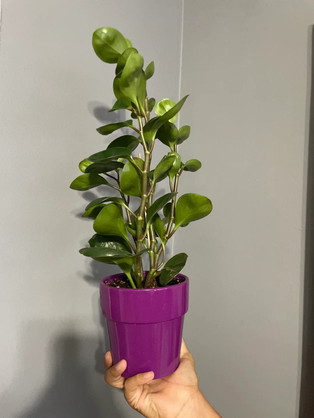 Rubber Plant in Purple Pot thumbnail