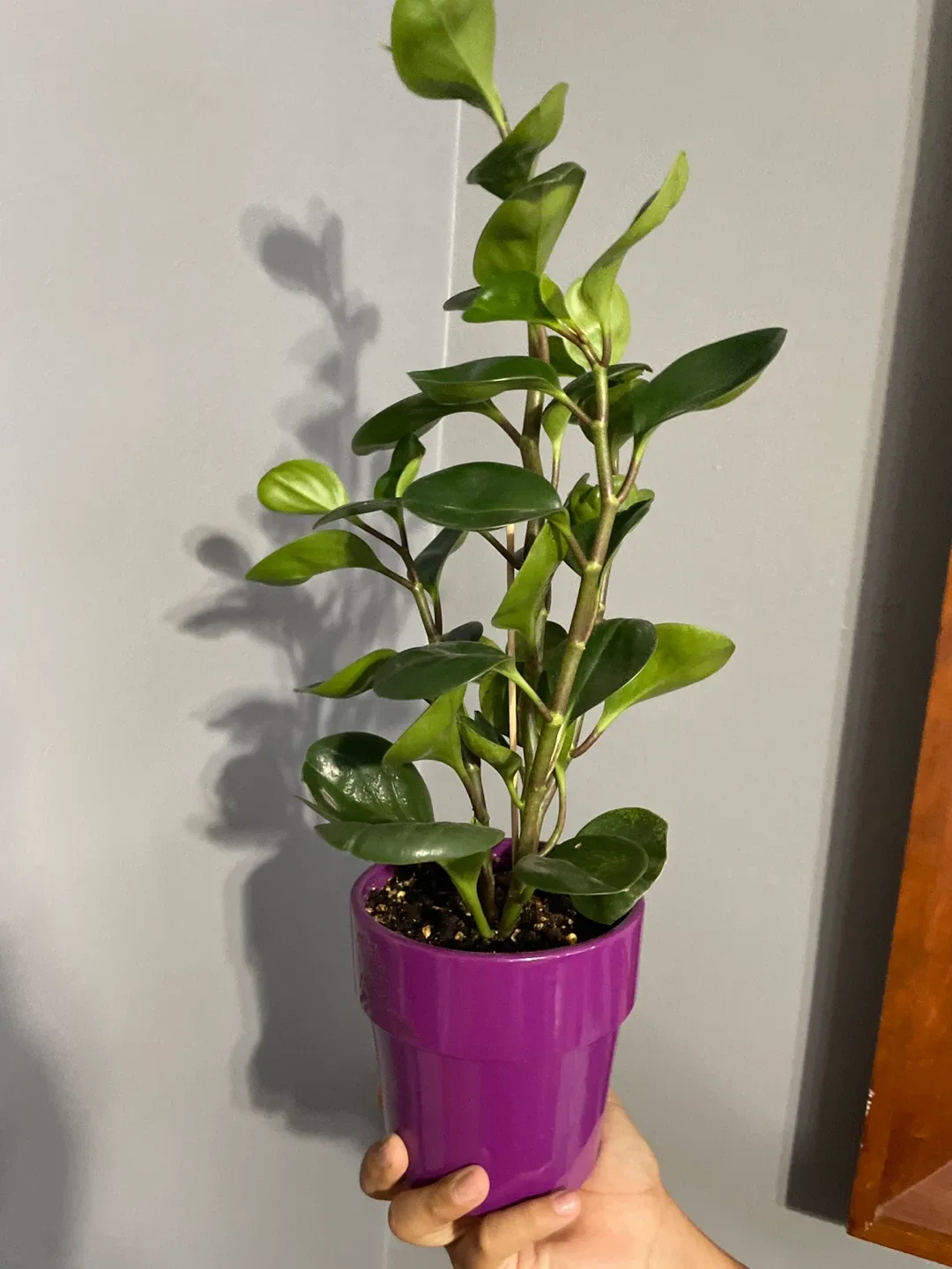 Rubber Plant in Purple Pot image indicator(2)