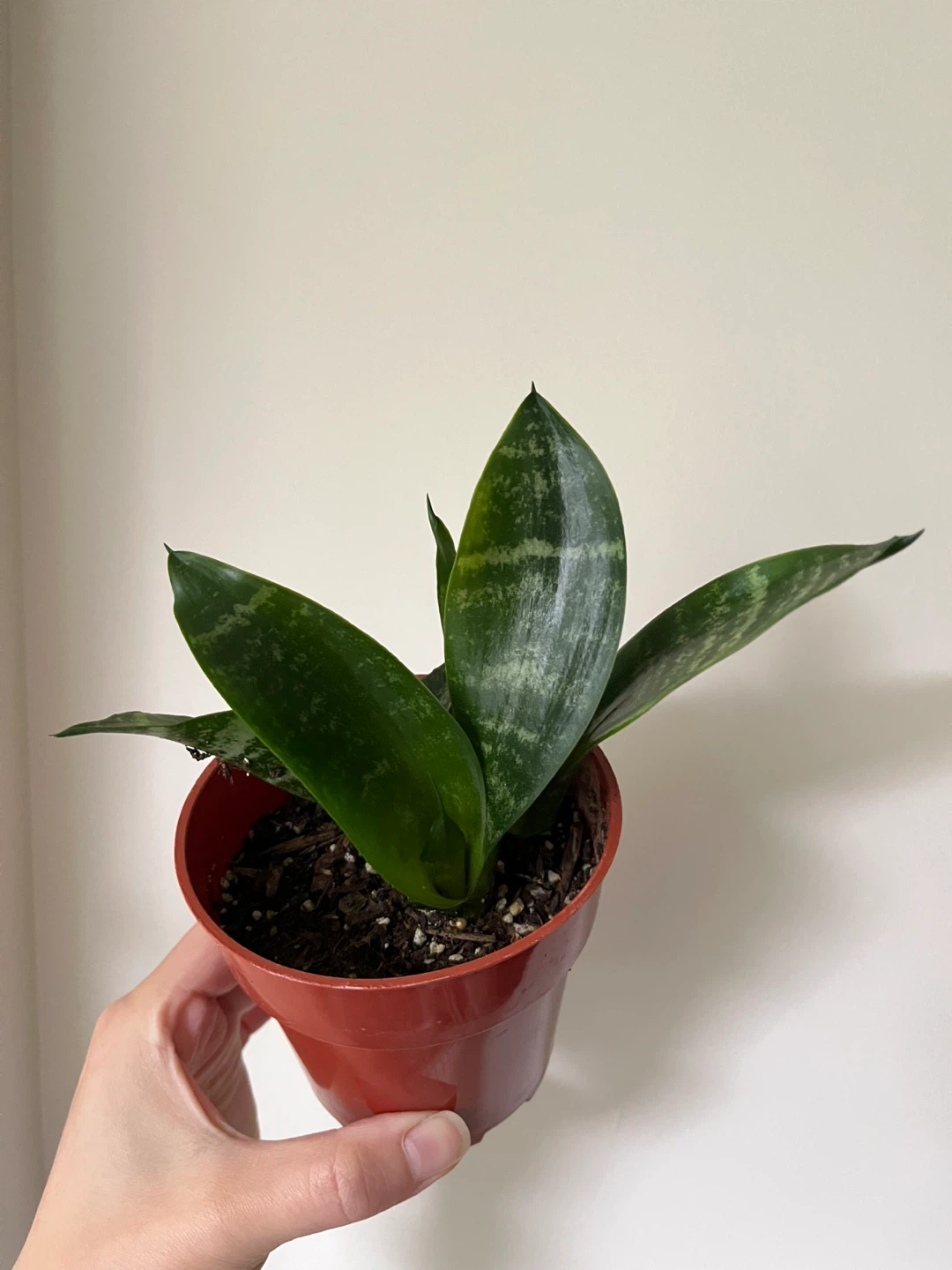 Snake Plant in 4” pot