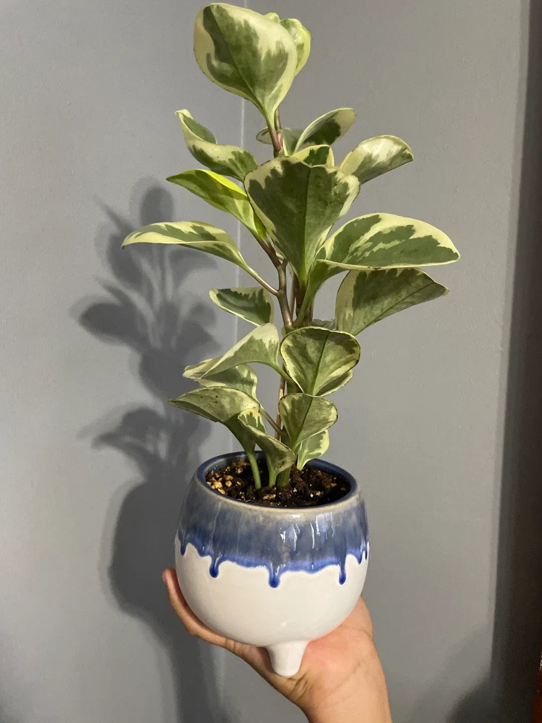 Peperomia Obtusifolia Variegata Plant thumbnail