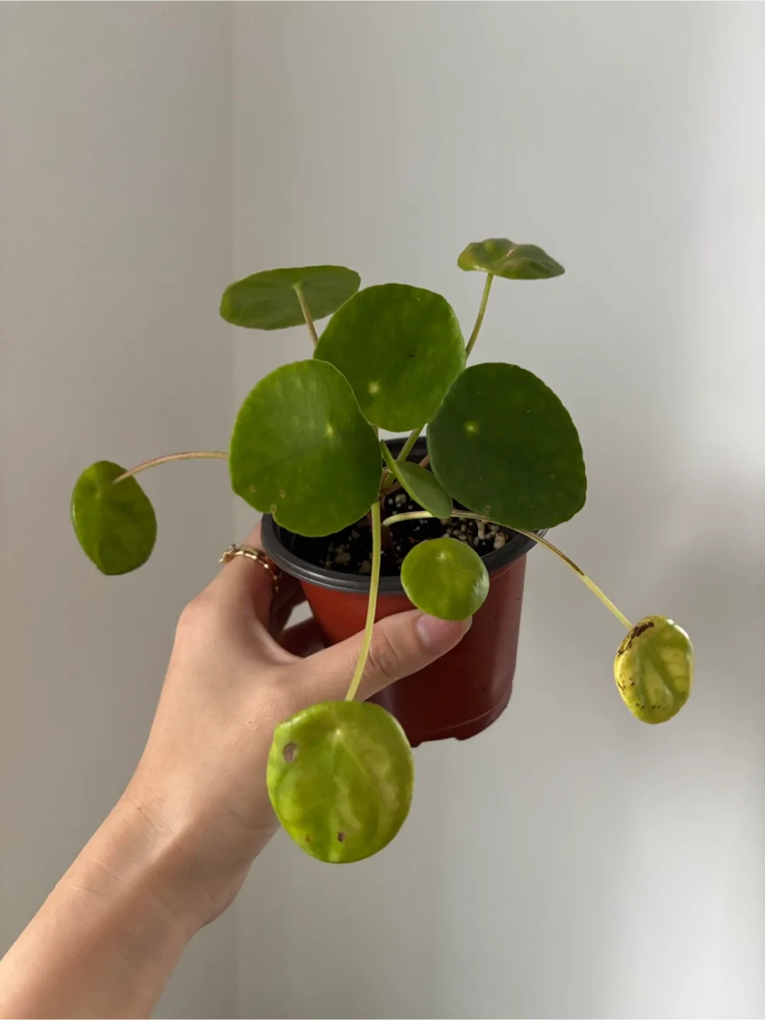 Pilea peperomioides (Chinese Money Plant)🥕 image indicator(2)