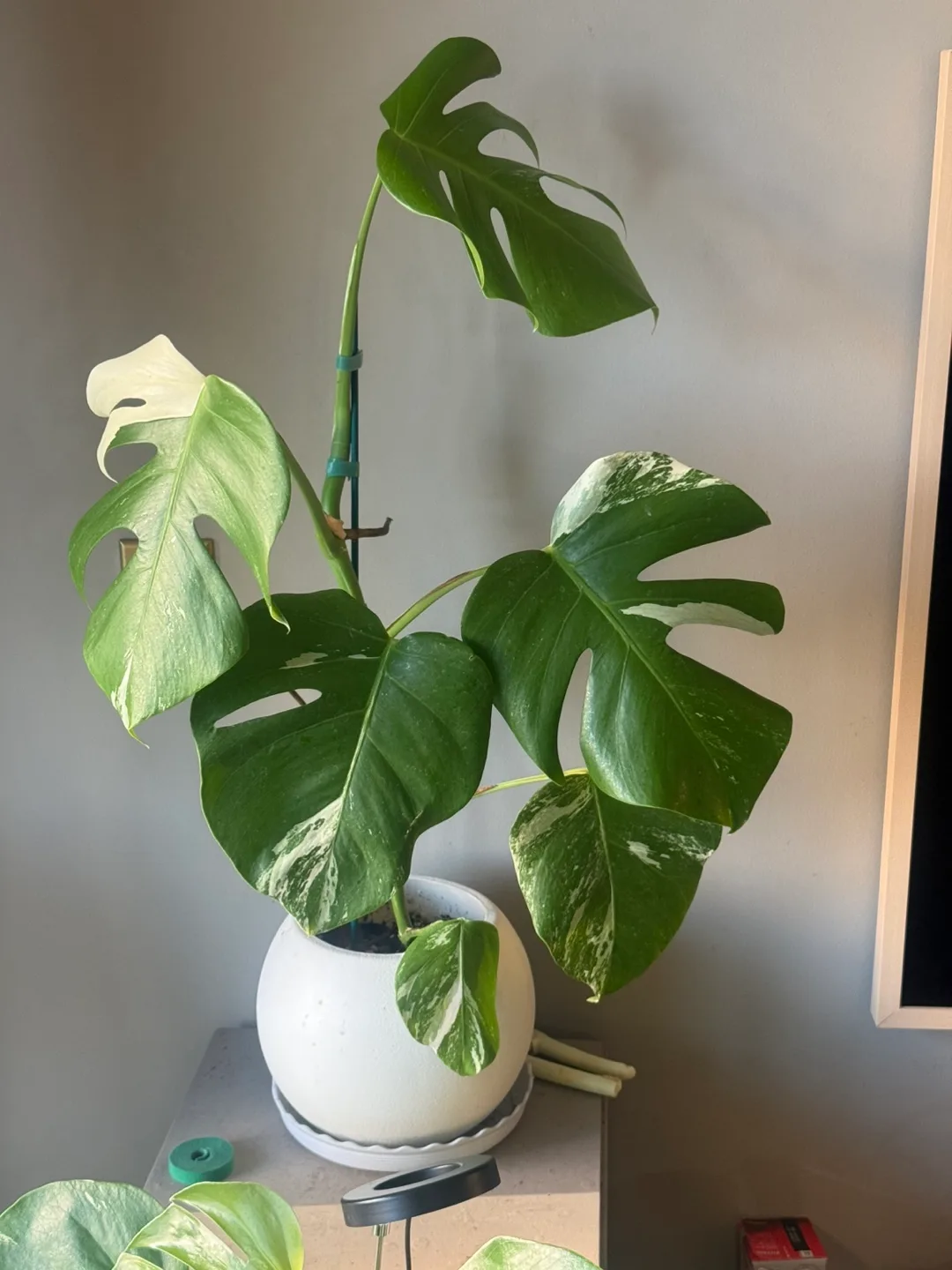 Monstera Albo Plant thumbnail