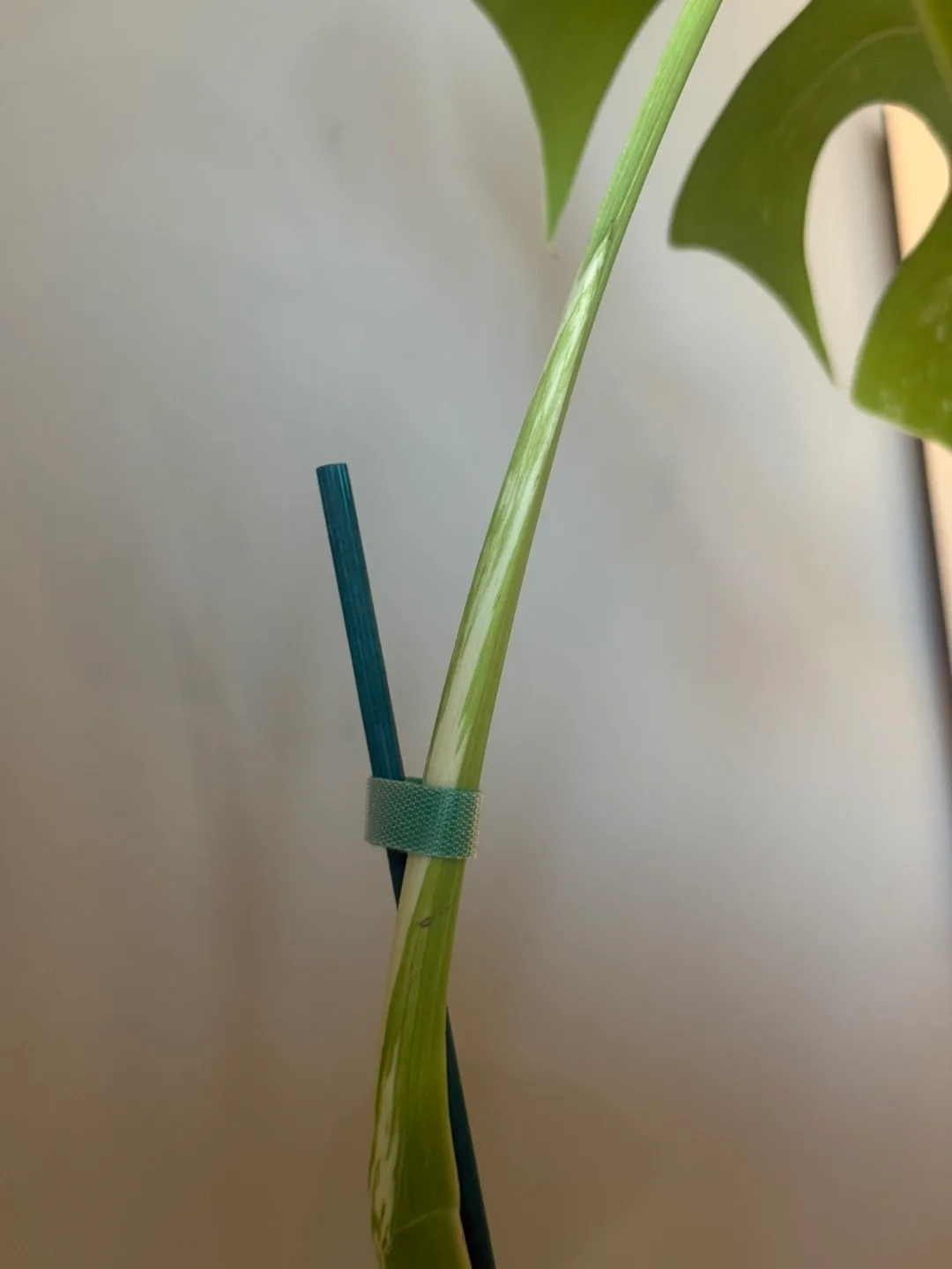 Monstera Albo Plant image indicator(6)