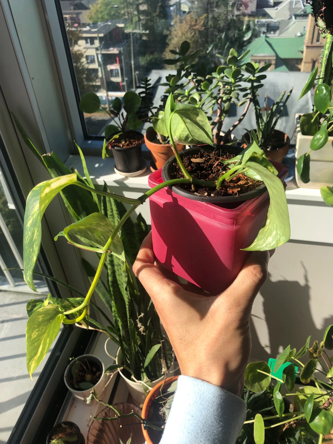 Free plant 🥕