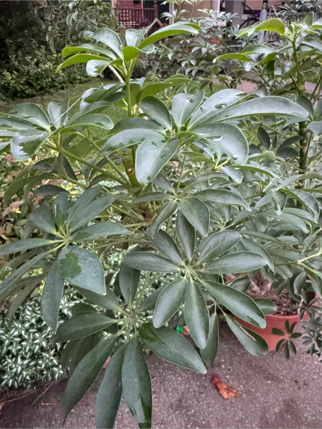Schefflera, commonly known as an umbrella plant - photo 2
