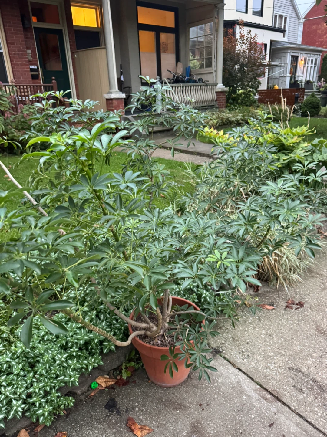 Schefflera, commonly known as an umbrella plant