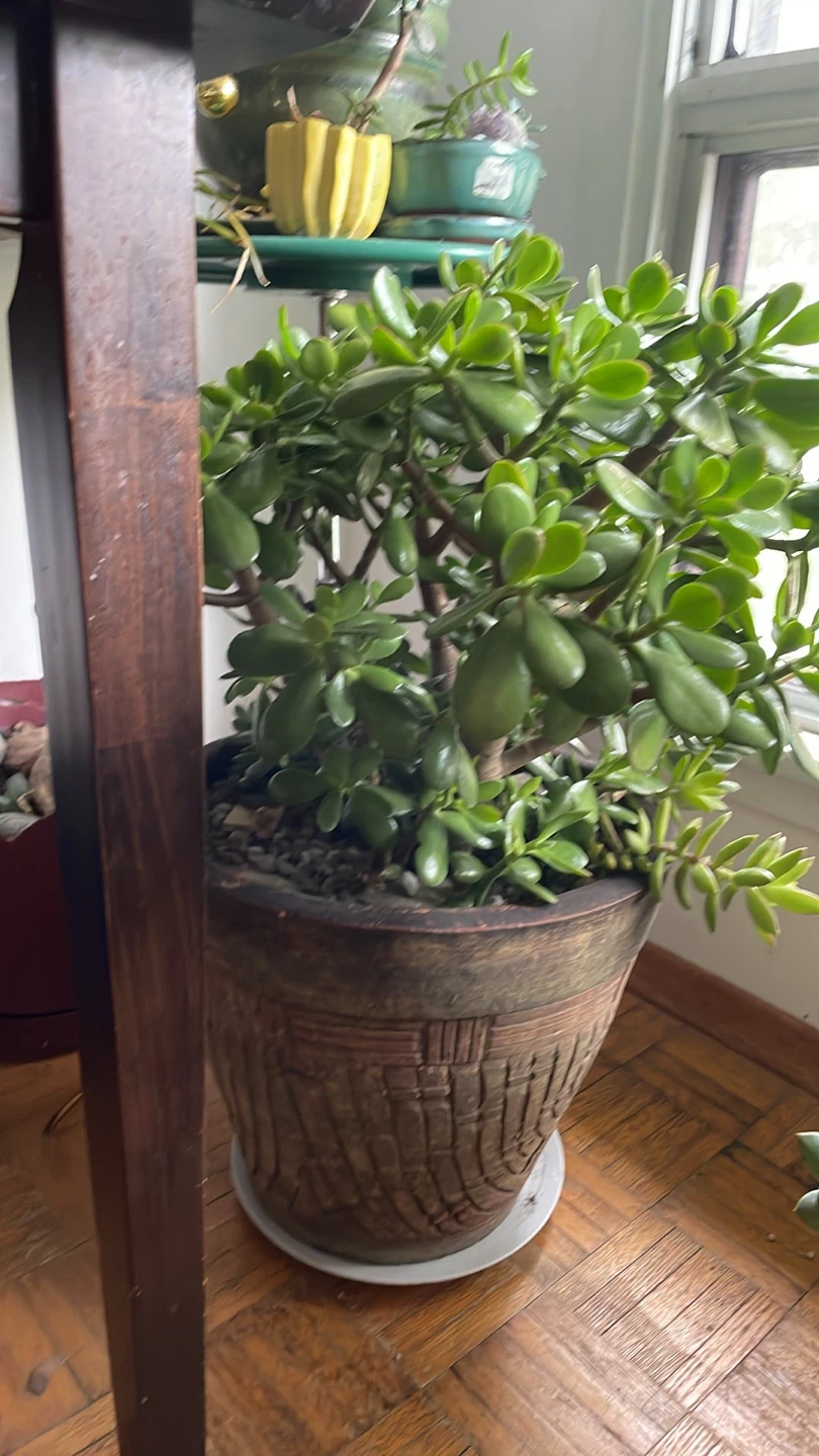 Jade Plants and succulents