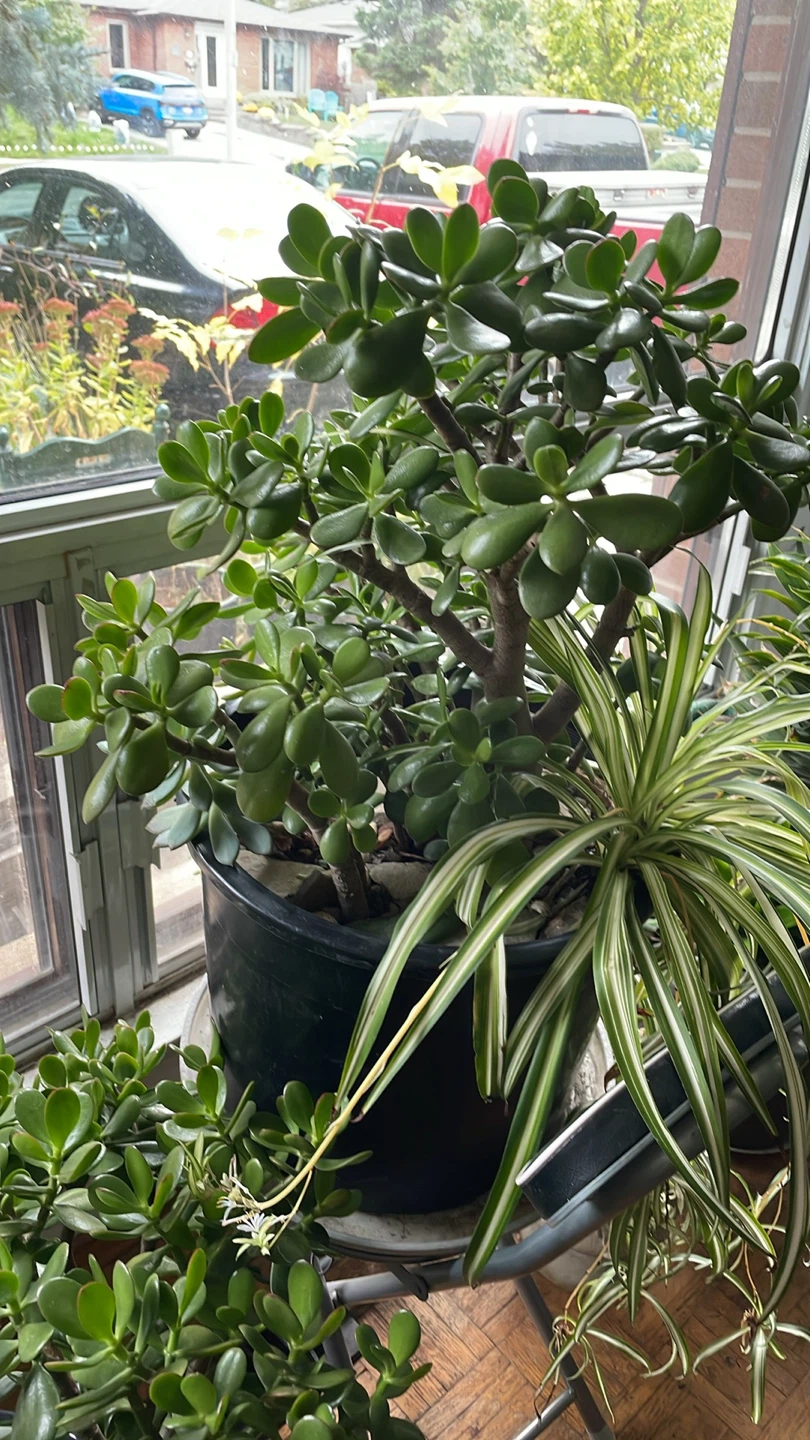 Jade Plants and succulents - photo 4