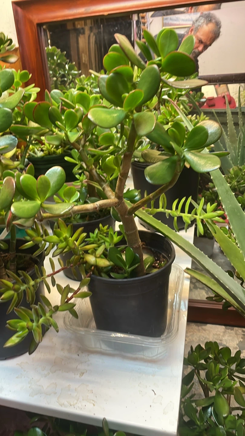 Jade Plants and succulents - photo 5